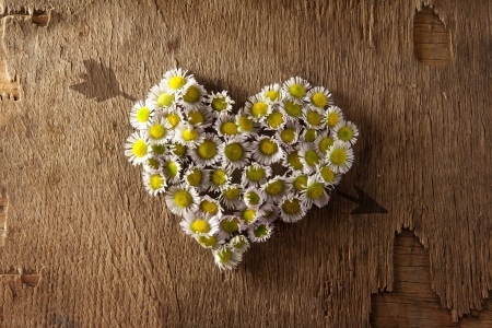 Daisy heart and arrow on a wooden surface. love concept.の写真素材