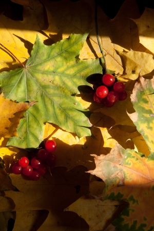 Highbush Cranberry (Viburnum trilobum), berries and autumn leaves.の写真素材