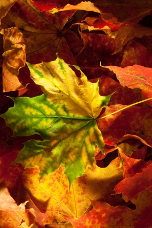 Background group autumn leaves  の写真素材
