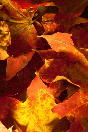 Background group autumn leaves  の写真素材