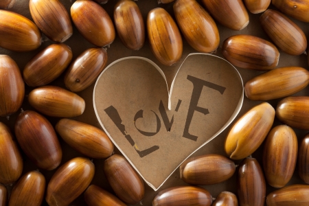 Heart symbol and acorns  Love concept の写真素材