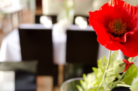 Red poppy on a blurred background restaurant.の写真素材