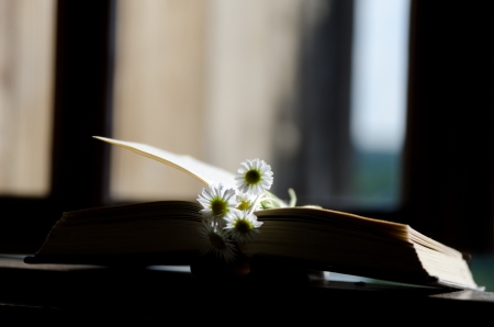 Daisies and the  open  book on the windowsill の写真素材