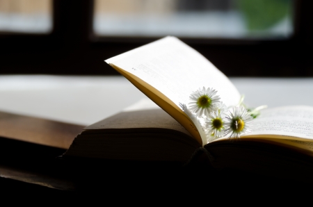 Daisies and the  open  book on the windowsill の写真素材