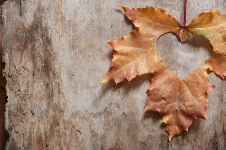 Maple-Leaf to cut the heart on the treeの写真素材