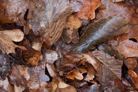 Fallen autumn leavesの写真素材