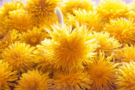 spring background with dandelionsの写真素材