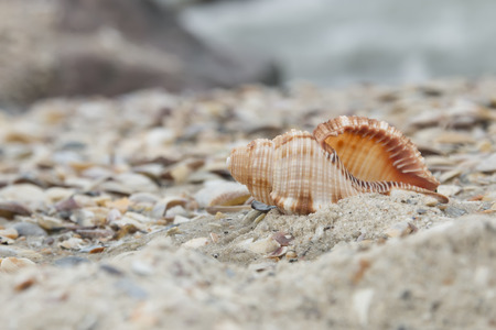Beautiful seashell on the beachの写真素材