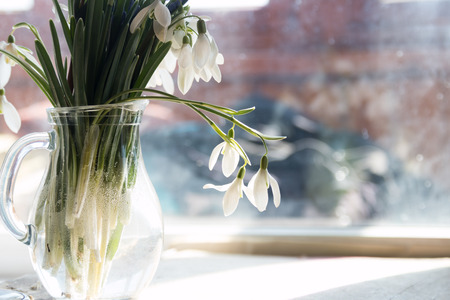first spring flowers, snowdrops, spring backgroundの写真素材