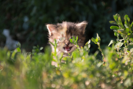 Kitten on the summer meadow, green grass, soft focus.の写真素材