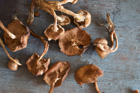 Fresh brown mushrooms on a blue tableの写真素材