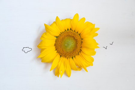 sunflower on a white wooden background - summer ideaの写真素材