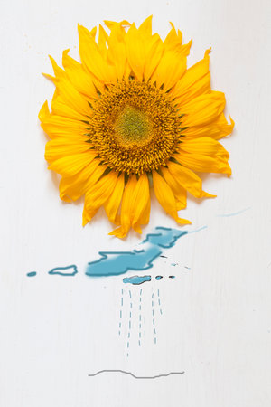 sunflower on a white wooden background - autumn ideaの写真素材