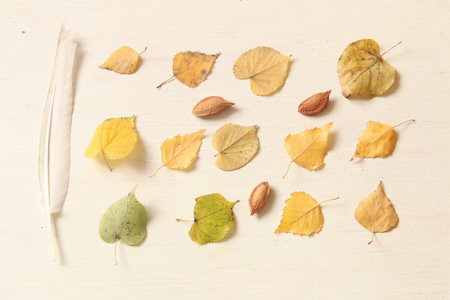 Fall. Autumn composition with leaves on a white wooden background