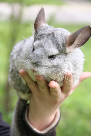 adult chinchilla in handの写真素材