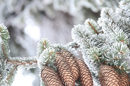 Winter or Christmas background, Fir Branch With Pine Cone covered with hoarfrost.の写真素材