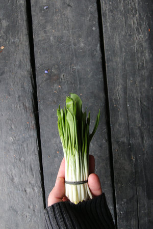 Ramson or wild garlic