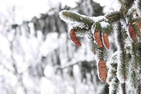beautiful winter background, pine tree covered with snow,の写真素材