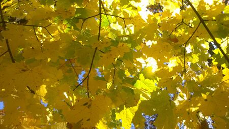 Beautiful yellow leaves on a tree. Autumn background.の写真素材