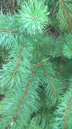 Pine branches in the forest after rain. Nature background.の写真素材