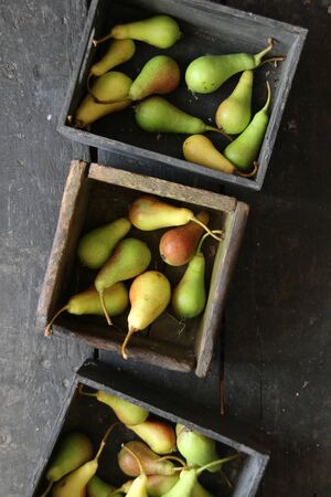 Fall pears on old vintage table. Organic food idea.の写真素材