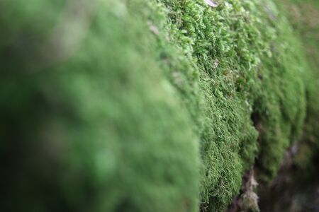 root in autumn forest covered with mossの写真素材