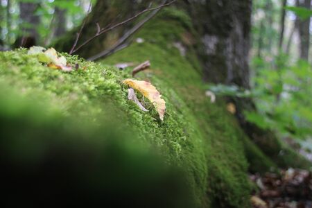 root in autumn forest covered with mossの写真素材