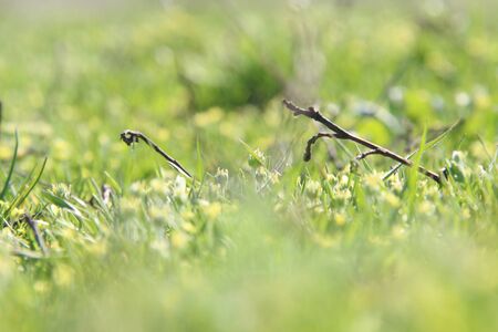 Flower in meadow. Nature composition, seasonal backgroundの写真素材