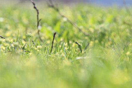 Flower in meadow. Nature composition, seasonal background