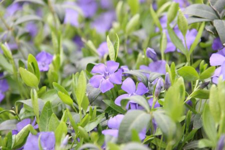 Field of blue spring flowers in the forestの写真素材