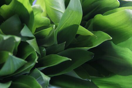 Juicy and fresh ramson leaves, food backgroundの写真素材