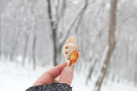 Winter vacation at sea concept. A hand holds a seashell against the background of a snowy forest.の写真素材