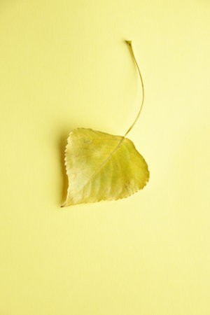Autumn leaf lies on a yellow background. Autumn concept.の写真素材