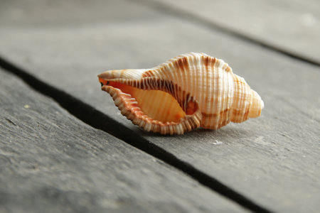 Seashell lies on a vintage table. Travel by sea idea.の写真素材