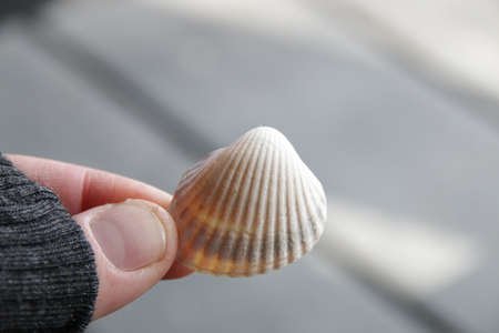 The hand holds a seashell. Marine background.の写真素材