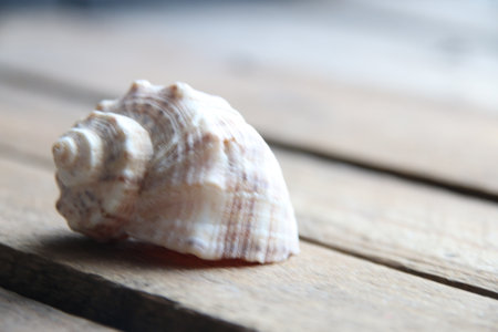 summer background. beach concept. Shell on a wooden background. marine background.の写真素材