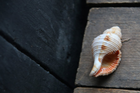 Seashell on a wooden background. summer concept.