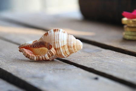 Seashell on a wooden background. Summer time creative concept.の写真素材
