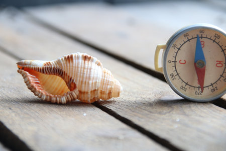 Seashell on a wooden background. Summer time concept.の写真素材