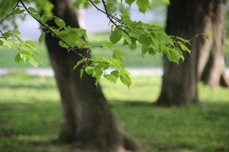 Tree branch on the background of the park.の写真素材