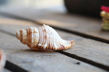 Seashell on a wooden background. Summer time concept.の写真素材