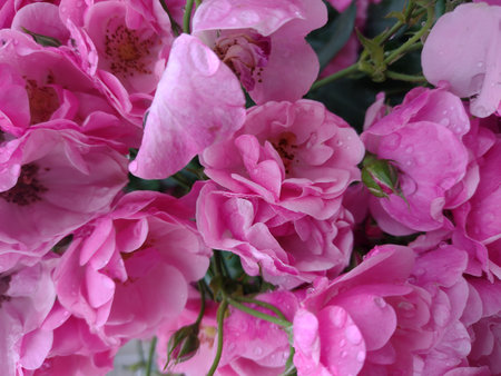 Rose after rain. The rose buds in the drops.の写真素材