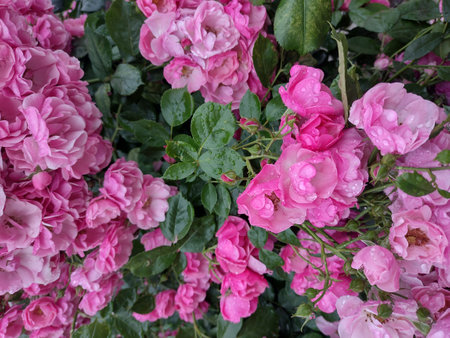 Rose after rain. The rose buds in the drops.の写真素材