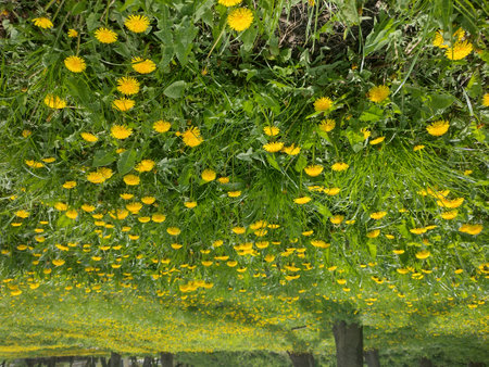 Spring meadow. Grass and dandelions.の写真素材