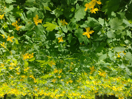 Spring meadow. Grass and blooming flowers.の写真素材