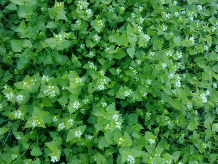 Nature background. Grass in the forest.の写真素材