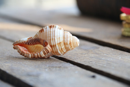Seashell on a wooden background. Summer time concept.の写真素材