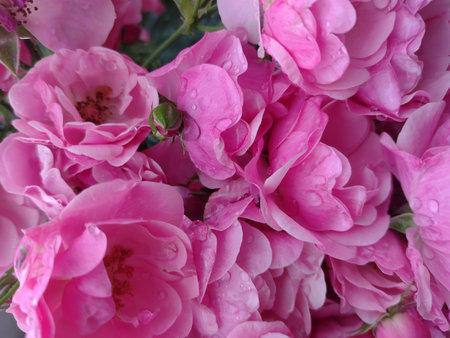 Rose after rain. The rose buds in the drops.の写真素材