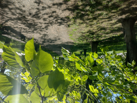 Beautiful linden alley in spring.の写真素材