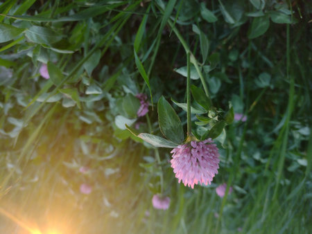 Wild flowers of clover in the meadow.の写真素材